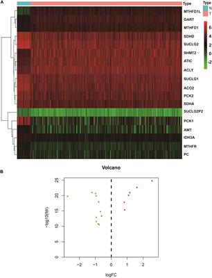 Gene Expression Profiling of Tricarboxylic Acid Cycle and One Carbon Metabolism Related Genes for Prognostic Risk Signature of Colon Carcinoma